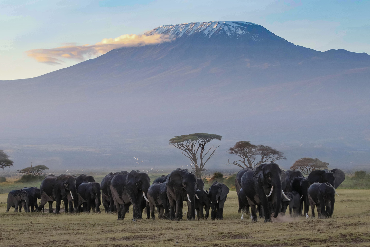 Elephants at the Amboseli National Park - Mount Kilimanjaro Backdrop
