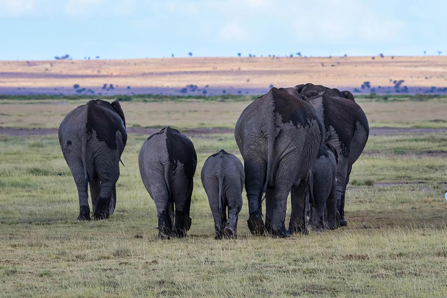 Amboseli National Park - Bush & Beach