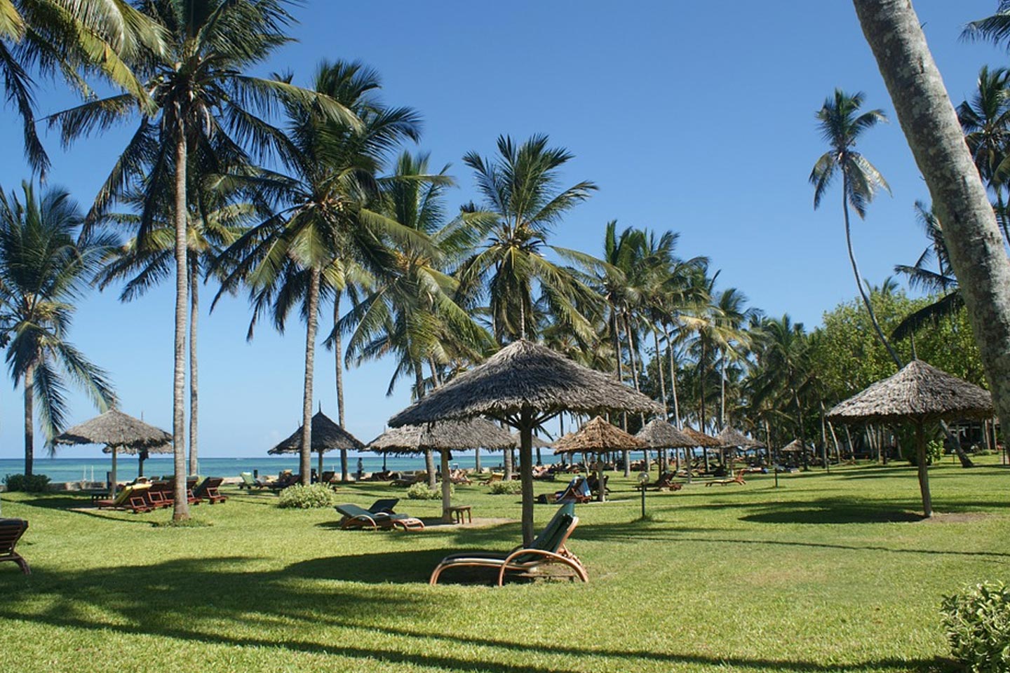 Palm Trees on the Beach