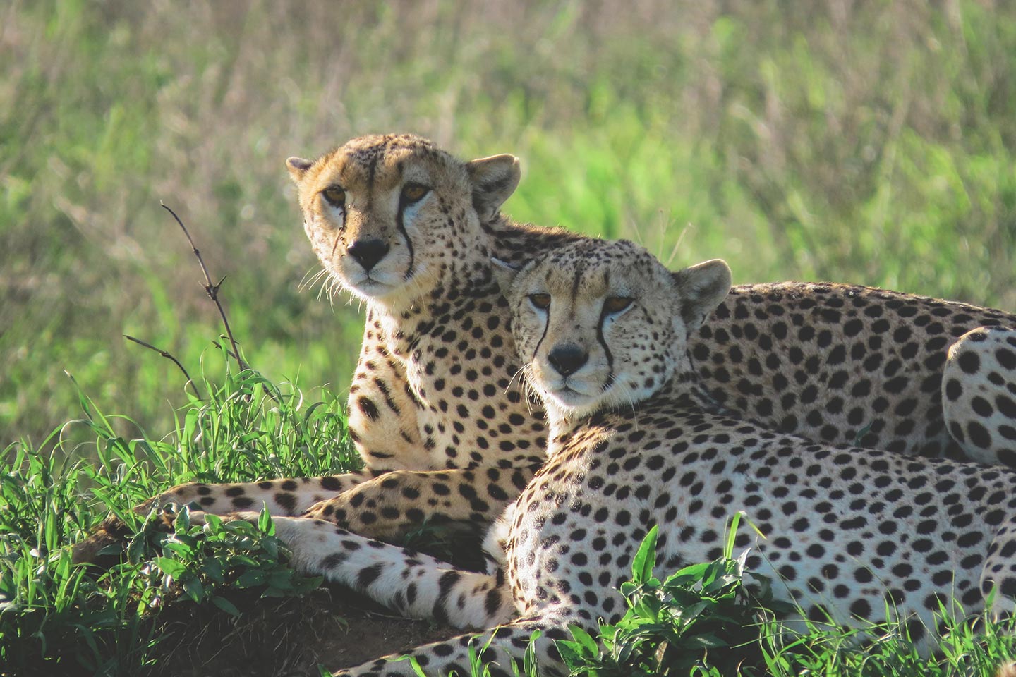Cheetahs in the Maasai Mara