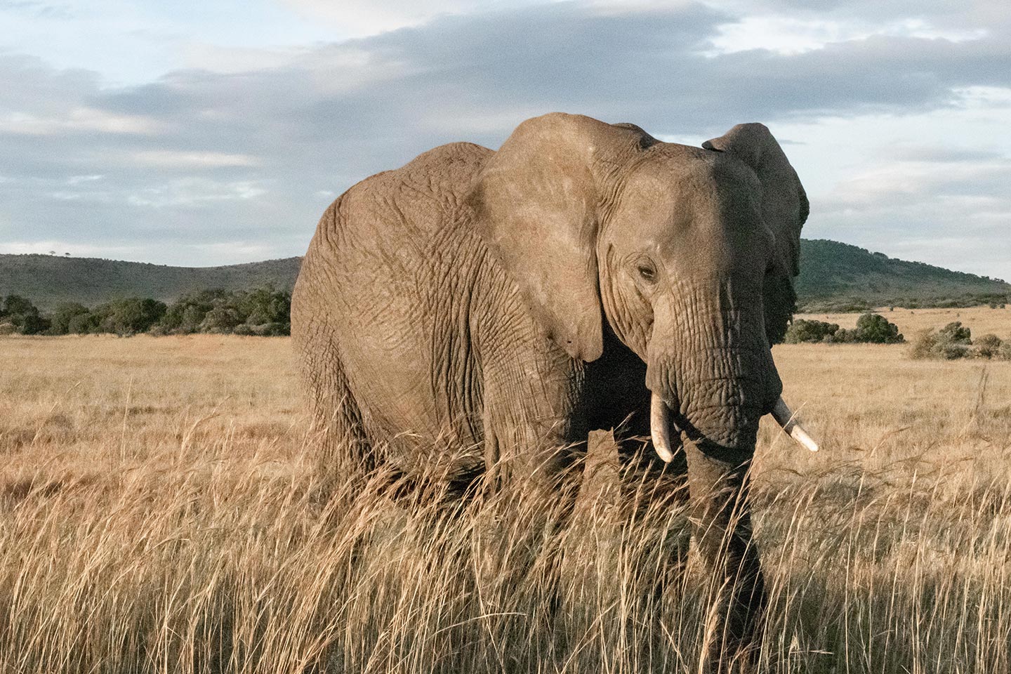 Elephant in the Maasai Mara