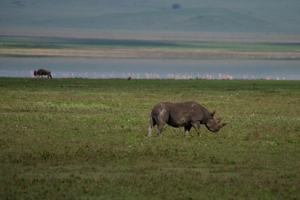 Lake Nakuru Safari - Rhino