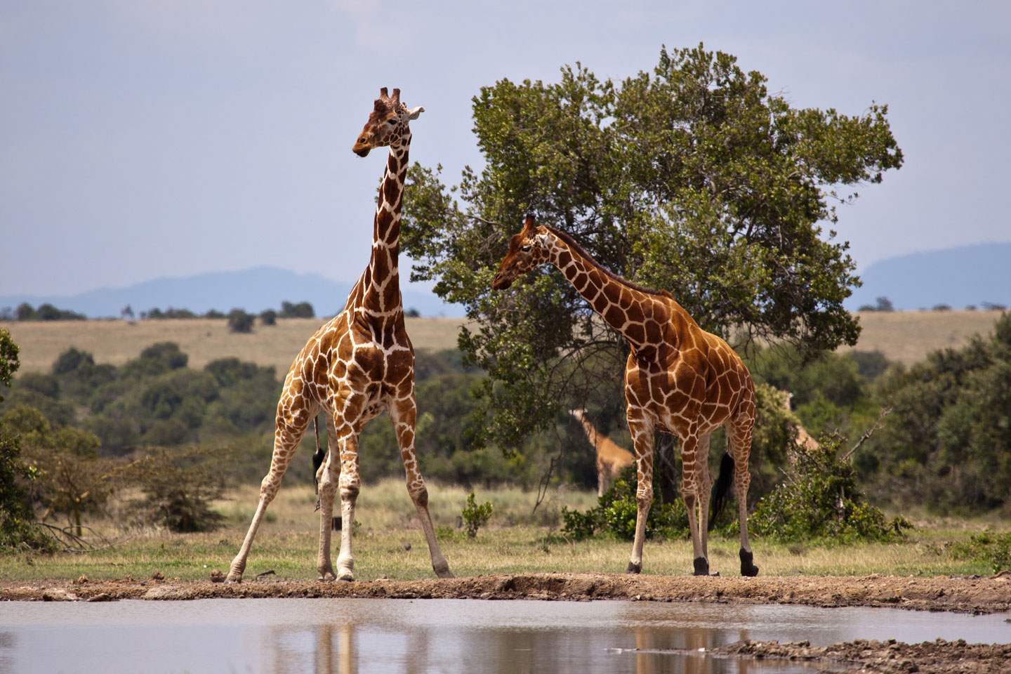 Samburu National Reserve