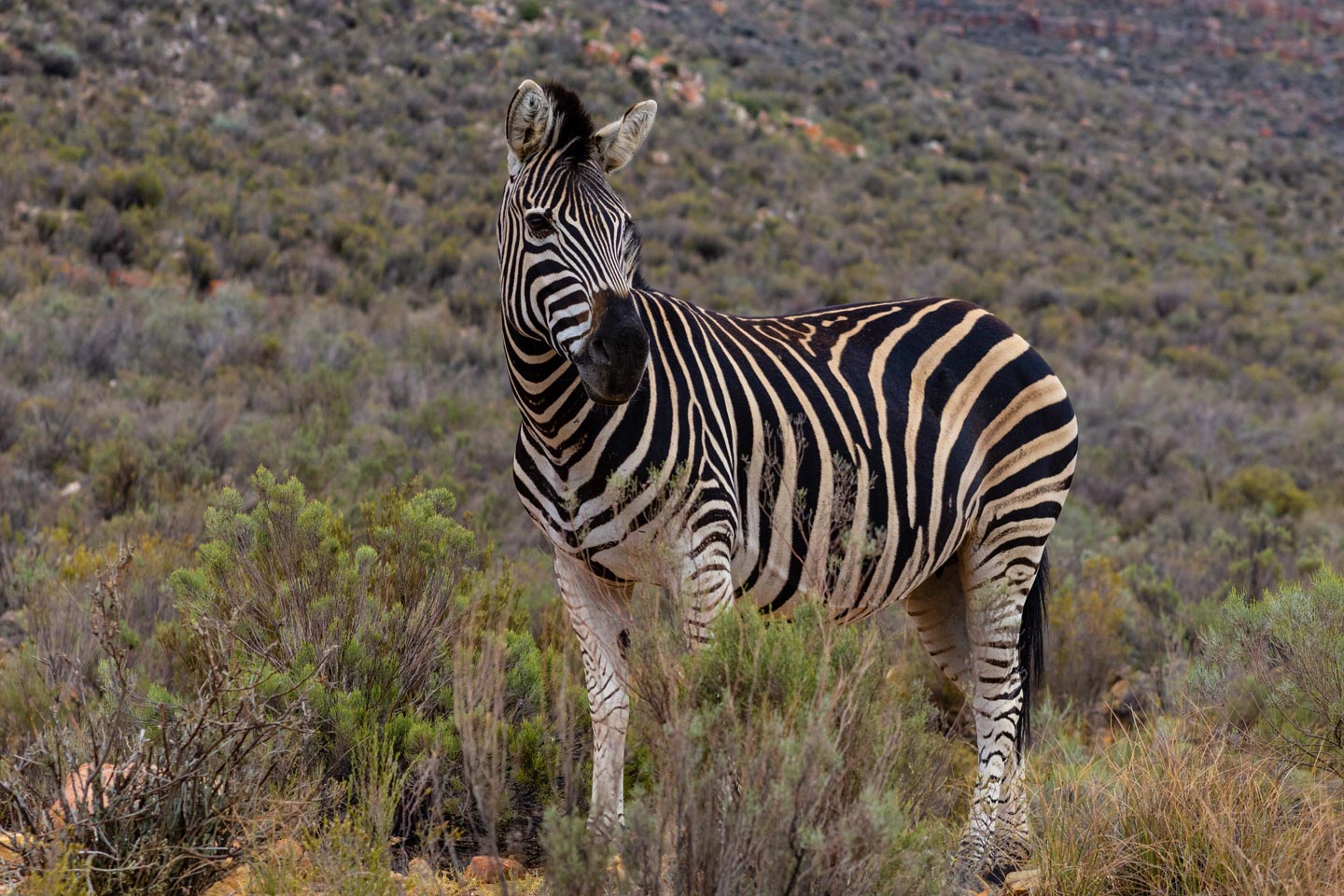 Zebra - Lake Nakuru and Maasai Mara Safari