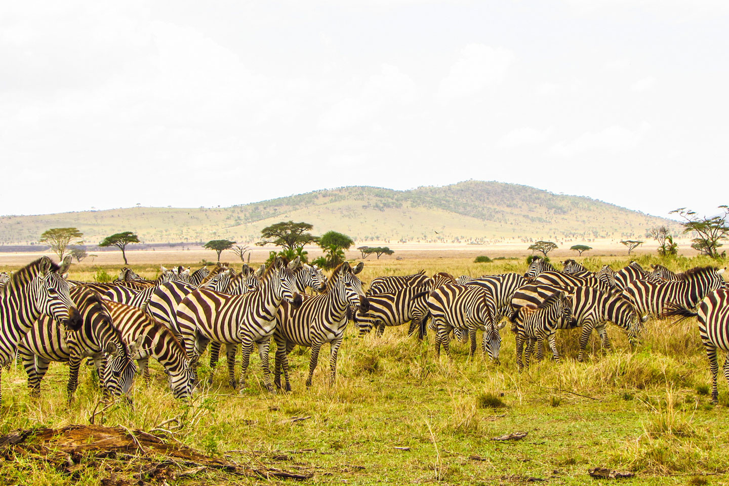 Zebras in Maasai Mara Game reserve