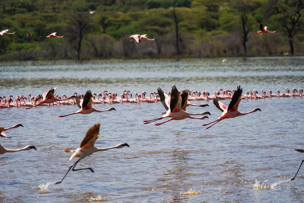 Lake Bogoria