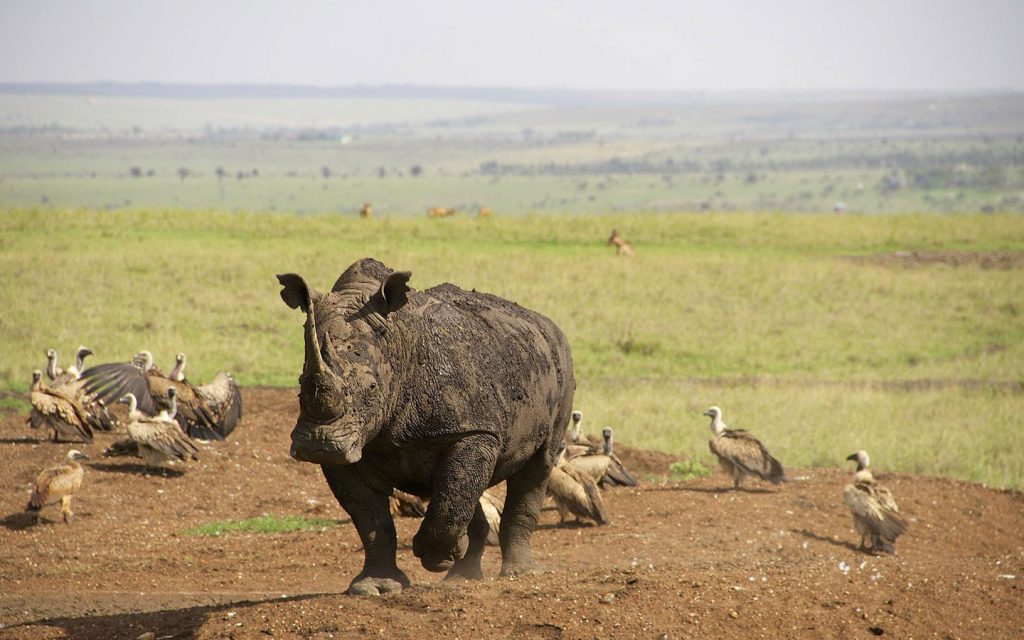 Rhino at the Nairobi National Park